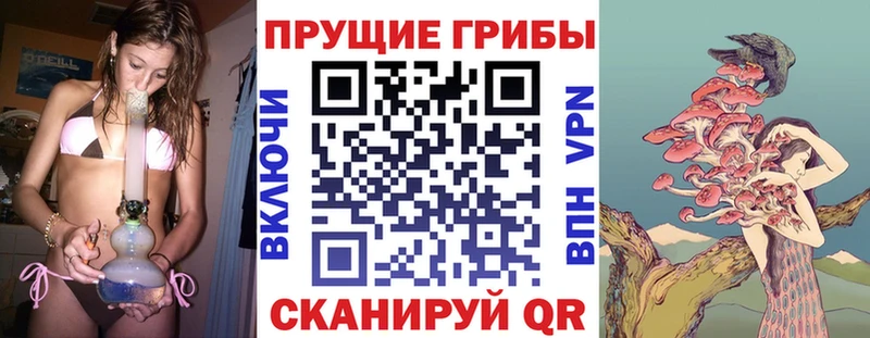 Галлюциногенные грибы Psilocybine cubensis  сколько стоит  Новотитаровская 